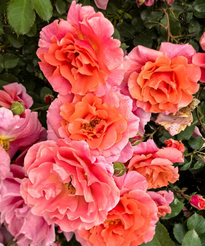 一月份种什么花最好看