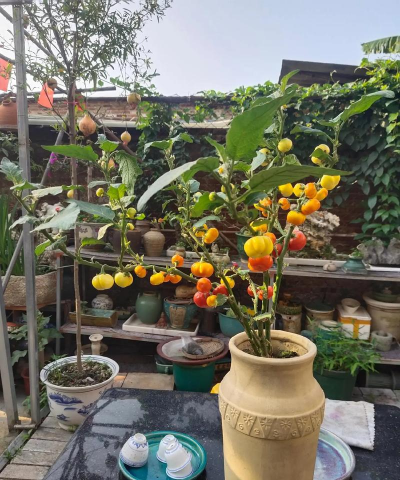 家庭养花用生根粉