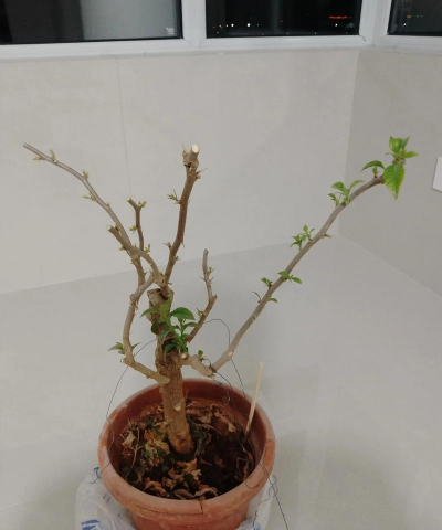 家庭养花用生根粉