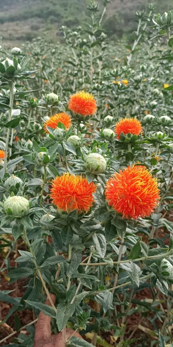 云南红花品种有哪些