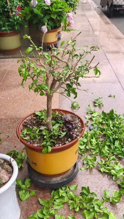 家庭养花用生根粉