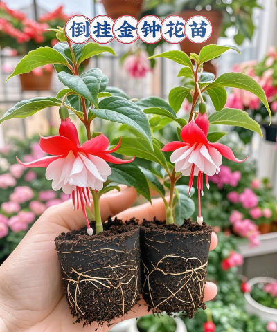 家庭养花用生根粉