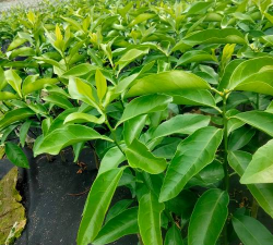 十月份能种什么水果苗