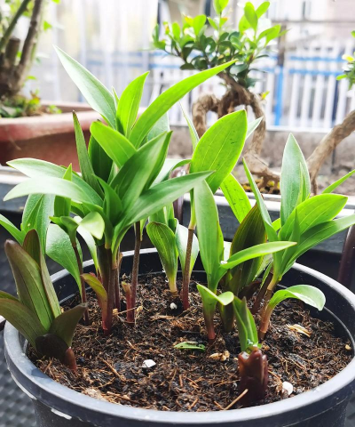 家庭养花用生根粉