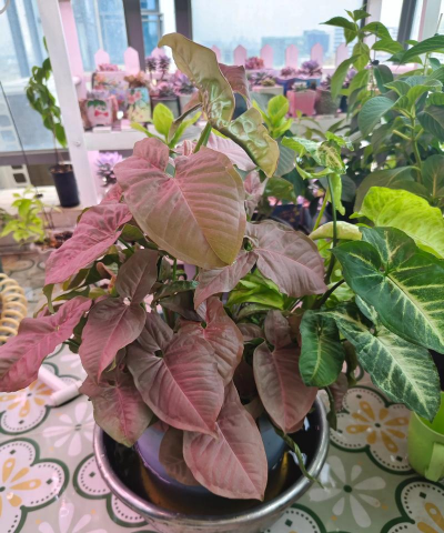 家庭养花用生根粉