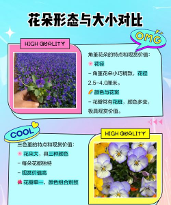 角瑾和三色瑾有什么区别