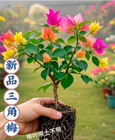 叶子花为什么又叫九重葛