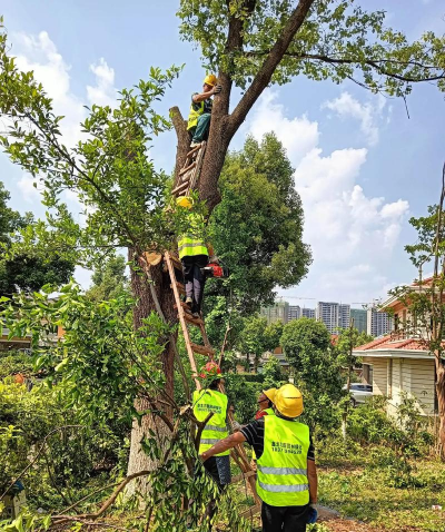 香樟树怎么处理