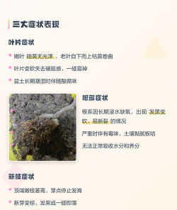 三角梅水浇多是什么表现