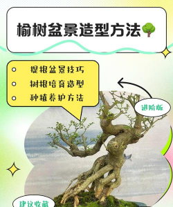 榆树盆景怎么做