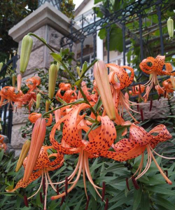 卷丹百合的根是什么样的