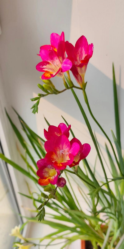 一到三月开花的是什么兰