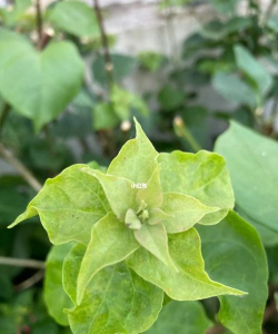 三角梅花雷是什么样的