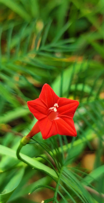 茑萝五角星花什么时候种