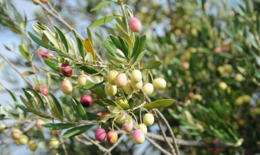北方冬季观果植物有哪些