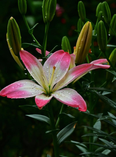 家庭养花用生根粉