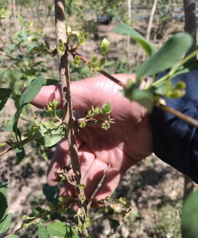 家庭养花用生根粉