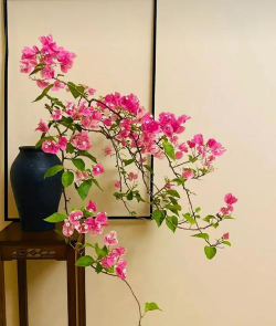 九重葛为什么叫九重葛