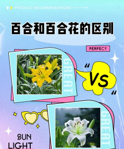 百合花和百合有什么关系