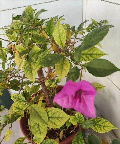 家庭养花用生根粉