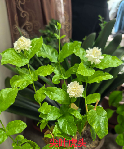 家庭养花用生根粉