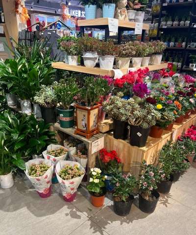 家庭养花用生根粉