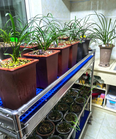 家庭养花用生根粉