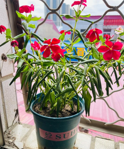 家庭养花用生根粉