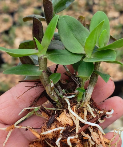 铁皮石斛基质发酵栽培种植技术 铁皮石斛基质发酵栽培种植技术