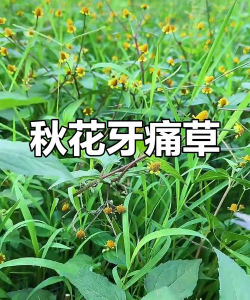 秋季开花的药材有哪些