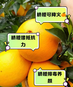 不知火是橘子还是橙子附种植和管理技术要点 不知火是橘子还是橙子附种植和管理技术要点