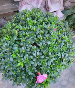 冬天哪些绿植开花