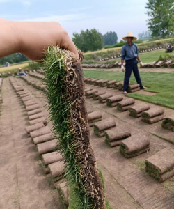 结缕草属有哪些