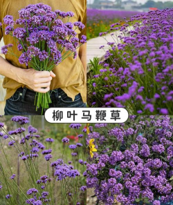 马鞭草如何养殖