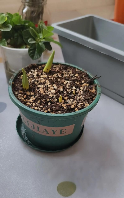 家庭养花用生根粉