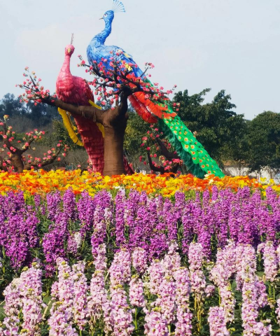 家庭养花用生根粉