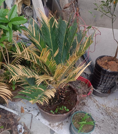 家庭养花用生根粉