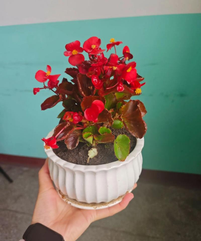 家庭养花用生根粉