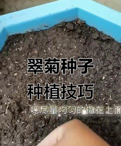 翠菊怎么种植