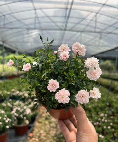 家庭养花用生根粉