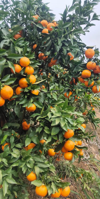 沃柑种植几年结果