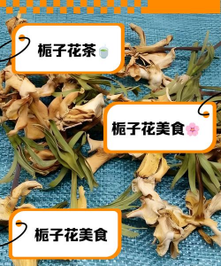 哪些栀子花可以吃
