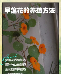 旱莲怎么种植