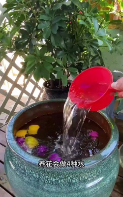 家庭养花用生根粉