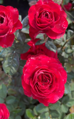 红色灌木月季有哪些品种