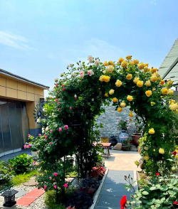 家庭养花用生根粉