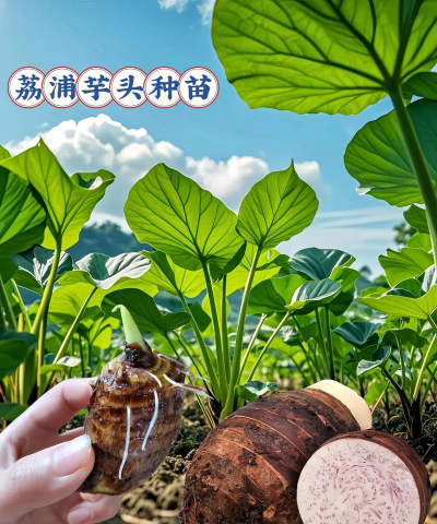 新品种芋头有哪些