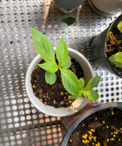 家庭养花用生根粉