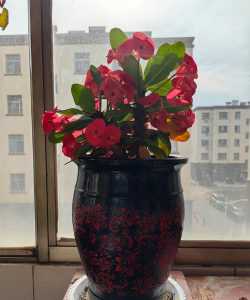 太子装家丁养花