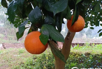 塔罗科血橙新系